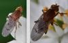 Suillia umbratica